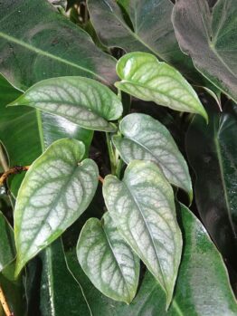 Monstera siltepecana 'Silver Monstera' features light green, heart-shaped leaves with striking veins among darker foliage. Arrives in a 5" pot—ideal for adding unique texture to your indoor plant collection.