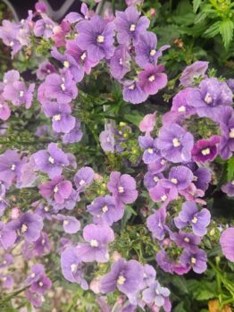 Clusters of small, purple flowers with yellow centres bloom among green leaves—ideal for a 6" pot or for complementing your Serruria 'Pretty n Pink' PBR 6" Pot collection in the garden.