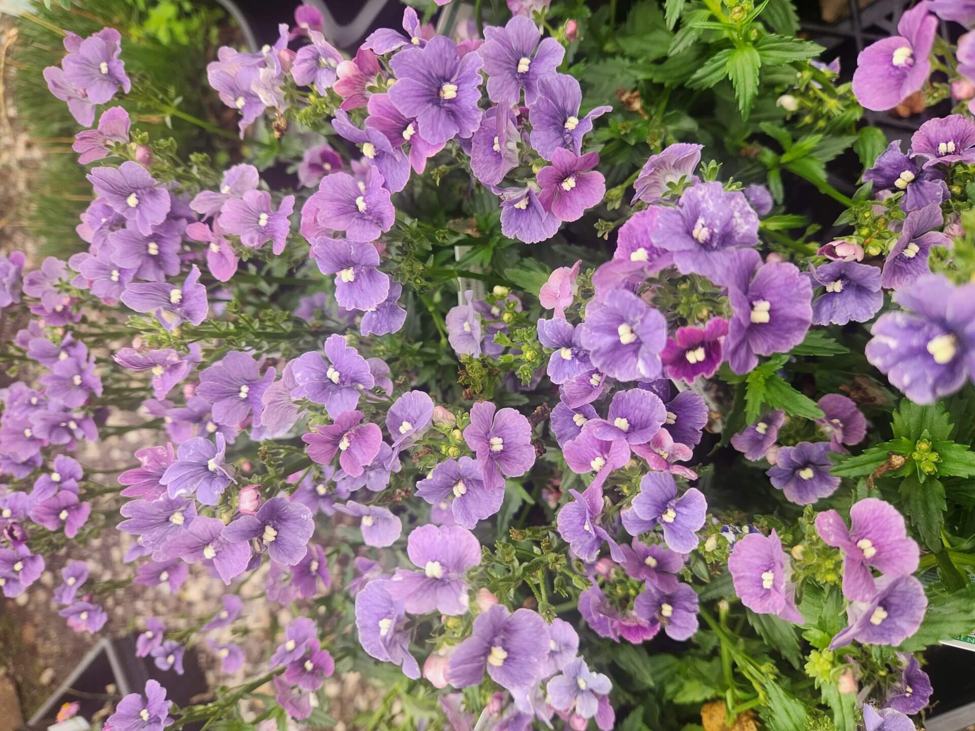 Clusters of small, purple flowers with yellow centres bloom among green leaves—ideal for a 6" pot or for complementing your Serruria 'Pretty n Pink' PBR 6" Pot collection in the garden.