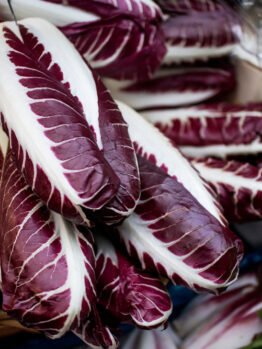 Radicchio 4" Pot