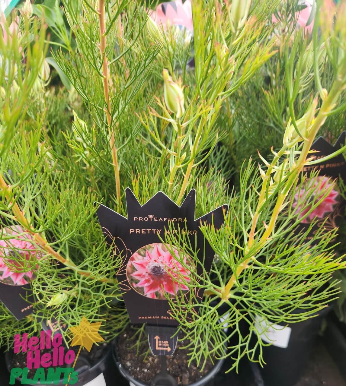 A close-up of Serruria 'Pretty n Pink' PBR in 15cm pots with green needle-like leaves and pink flower labels, displayed for sale at Hello Hello Plants.