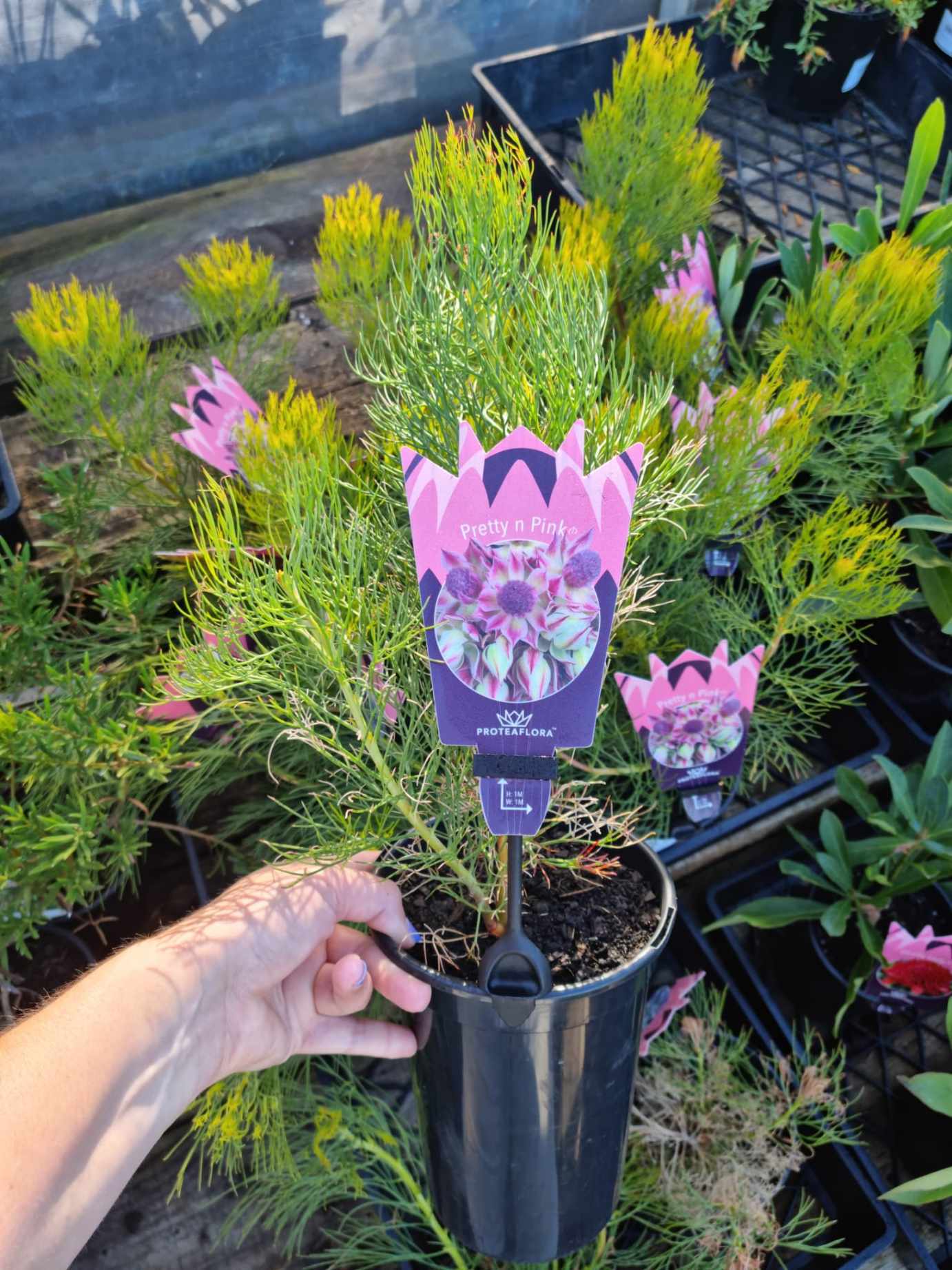 Serruria 'Pretty n Pink' PBR 6" Pot - Image 2