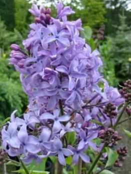 Syringa x hyacinthiflora Blue Hyacinth flower