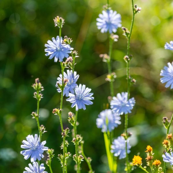 Chicory 4" Pot