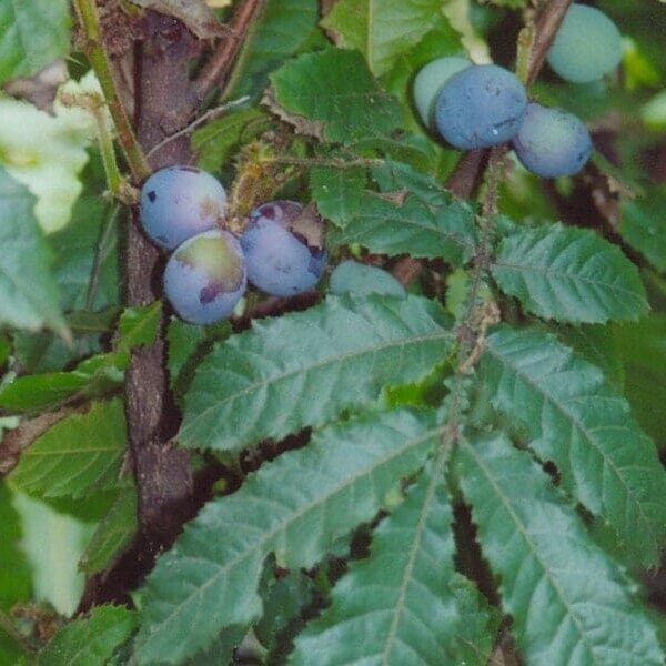Close-up of blue-purple Davidsonia 'Queensland Davidson's' Plum fruits and serrated green leaves on a branch. Available in a 7" pot.