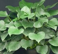 homalomena green