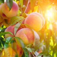 Prunus 'Goldmine' Nectarine (Dwarf) 7" Pot