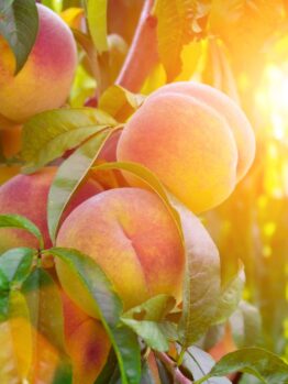 Prunus 'Goldmine' Nectarine (Bare Root)