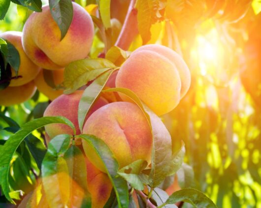 Prunus 'Goldmine' Nectarine (Bare Root)