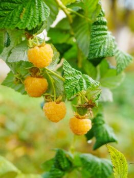 Rubus 'Gold' Raspberry 6" Pot