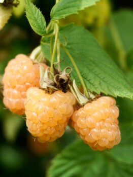Rubus 'Yellow' Raspberry 6" Pot