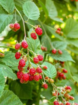 Rubus 'Chilcotin' Raspberry'