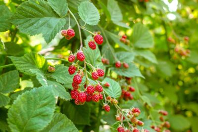 Rubus 'Chilcotin' Raspberry' 6" Pot