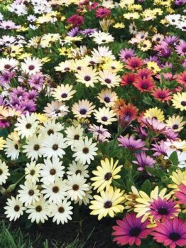 Osteospermum African Daisy Assorted Varieties 8" Pot