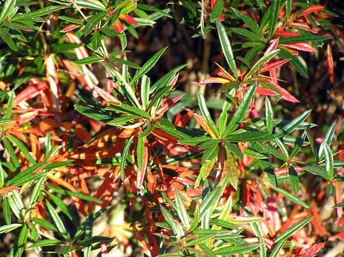Berberis julianae Spring Glory Japanese barberry
