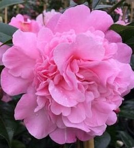 Camellia 'Paradise