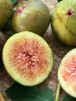 Ficus carica Preston Prolific Fig tree