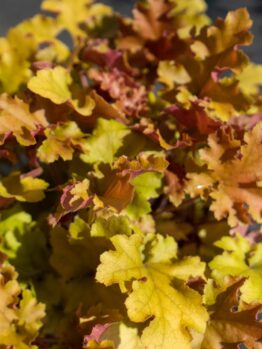 Hello Hello Plants Nursery Melbourne Victoria Australia Heuchera hybrid Marmalade Foliage