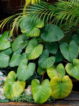 The Homalomena 'Maggie' in a 7" pot features large, heart-shaped green leaves, displayed on a wooden surface with small decorative figurines and palm fronds.
