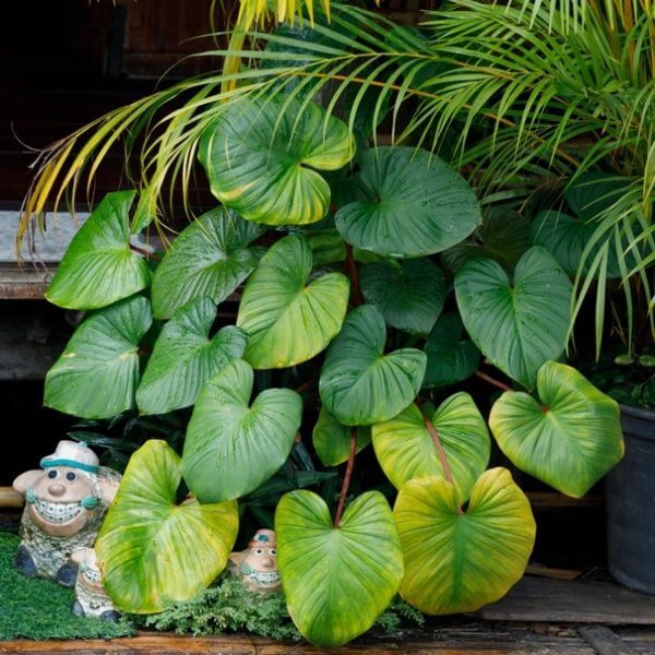 The Homalomena 'Maggie' in a 7" pot features large, heart-shaped green leaves, displayed on a wooden surface with small decorative figurines and palm fronds.