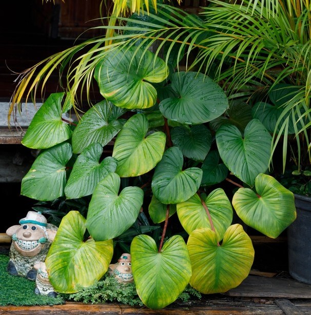 The Homalomena 'Maggie' in a 7" pot features large, heart-shaped green leaves, displayed on a wooden surface with small decorative figurines and palm fronds.