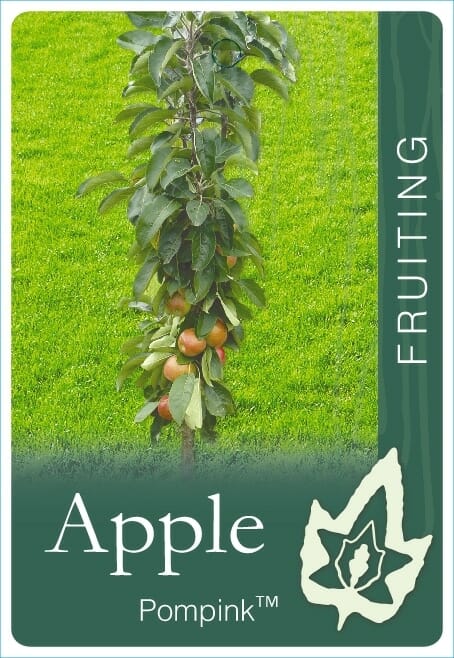 Apple Pompink