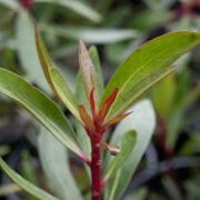 PEPPER LEAF mountain pepper