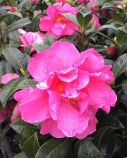Pinktastic