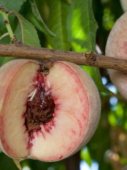 Prunus persica Dwarf Indian Peach FRUIT