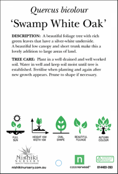 Quercus bicolour Swamp White Oak