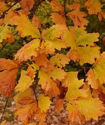Quercus bicolour Swamp White Oak Foliage