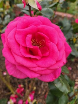 hot pink large rose in appreciation
