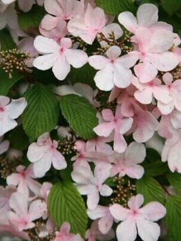 Viburnum plicatum 'Pink Beauty'