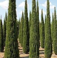 cupressus sempervirens stricta italian pencil pine