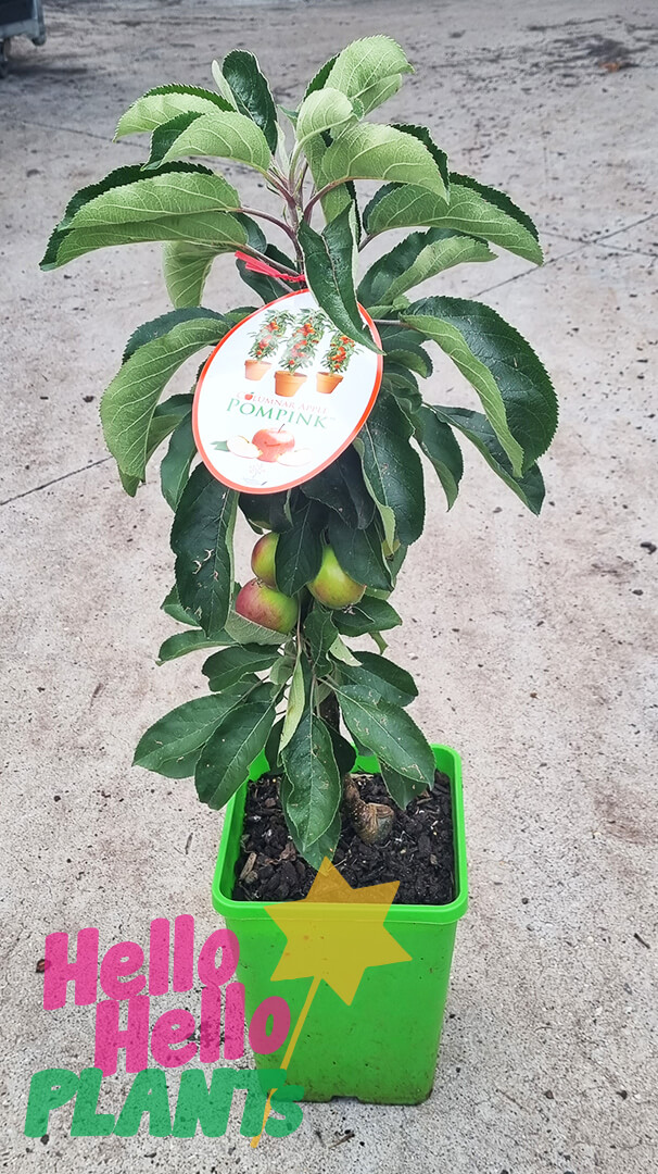 Malus 'Pom Pink™ 'Columnar Apple' 7" Pot - Image 3