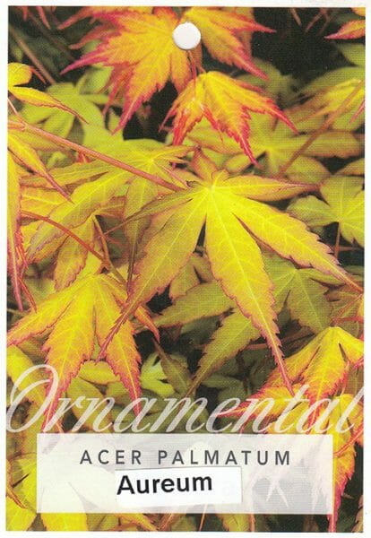Hello Hello Plants Nursery Melbourne Victoria Australia Acer palmatum Aureum Japanese Maple Front Label