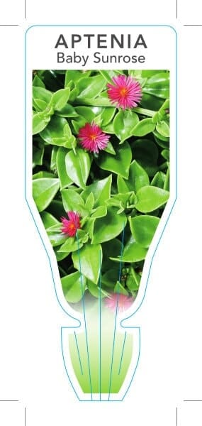 Aptenia 'Baby Sunrose' - Image 2