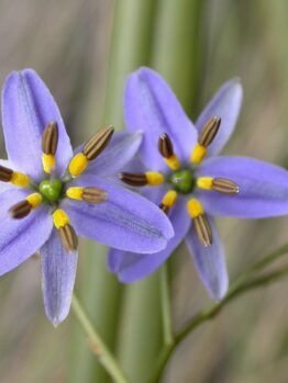 Two purple Dianella admixta 'Spreading Flax Lily' flowers with six petals and bright yellow-brown stamens, surrounded by green stems and buds, are shown up close—perfect for your garden in a 2" pot.