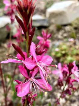 Gaura lindheimeri Geyser Pink' Butterfly Bush 1