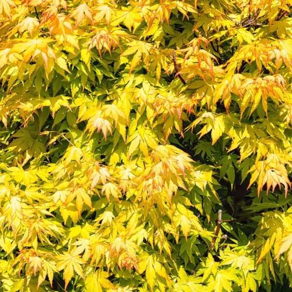 Acer palmatum 'Aureum' 10" Pot features dense clusters of maple leaves that turn yellow and orange in early autumn, adding vibrant seasonal color to any space.