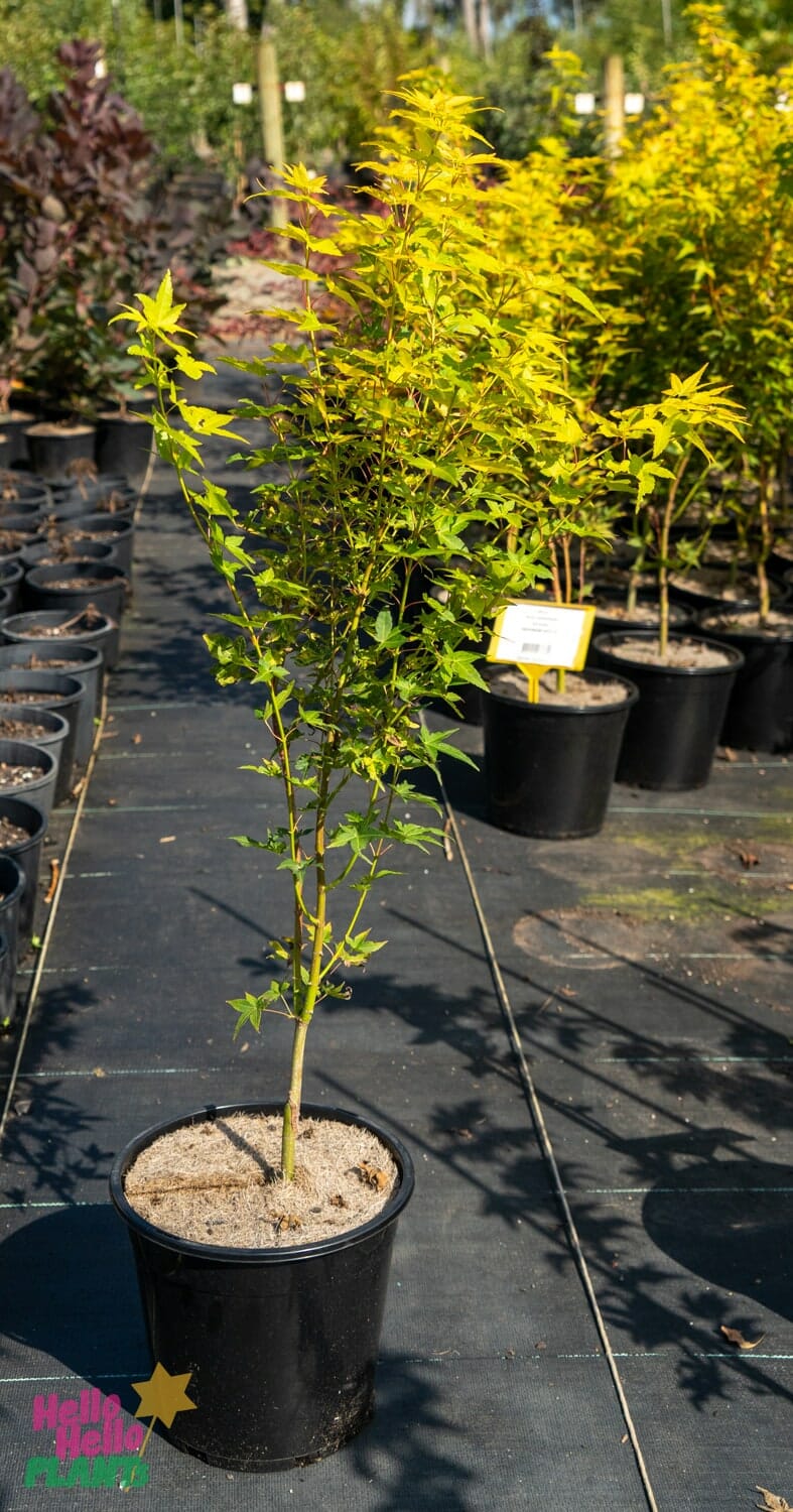 Hello Hello Plants Nursery Melbourne Victoria Australia Acer Palmatum Aureum 25cm Pot