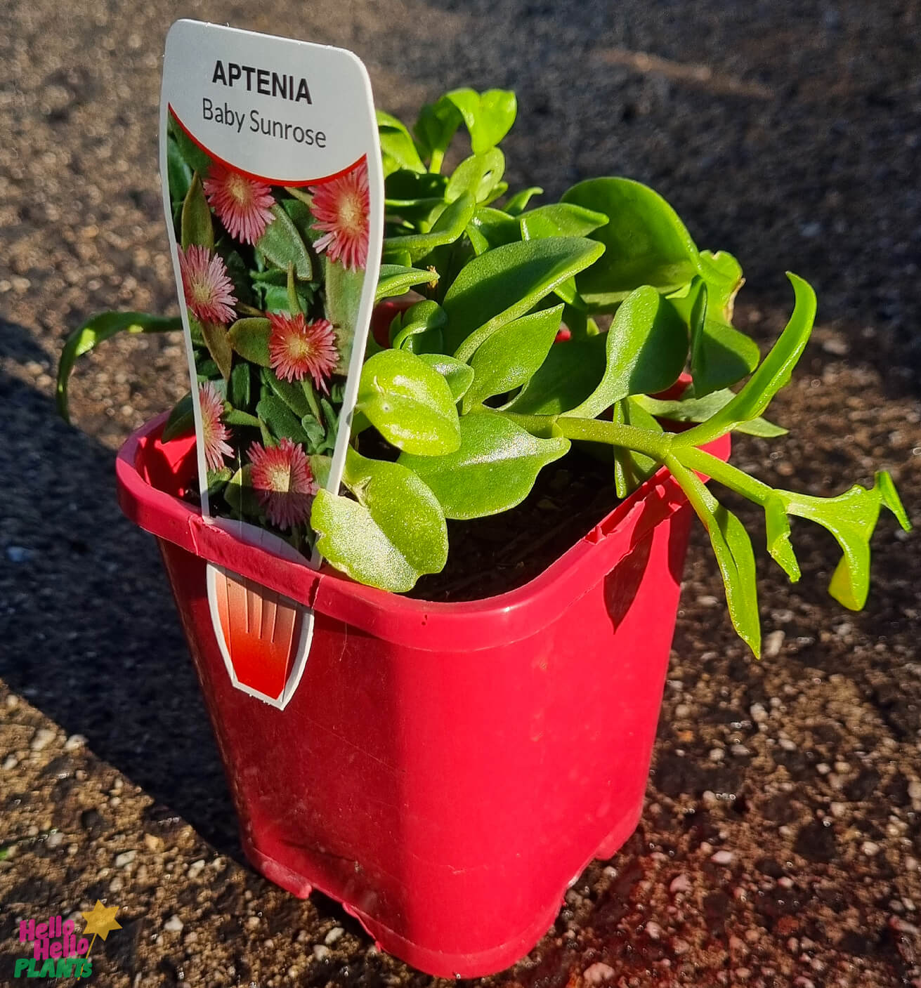 Aptenia 'Baby Sunrose' - Image 3