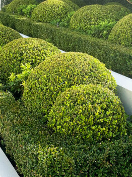 Buxus 'Korean Box' Topiary Ball 16" Pots are arranged neatly in a landscaped garden with white borders.
