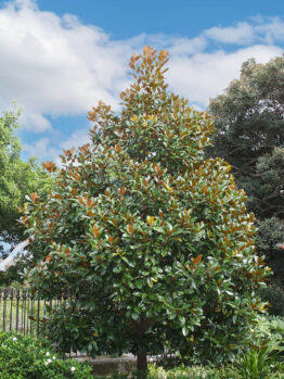 Hello Hello Plants Magnolia Exmouth copy