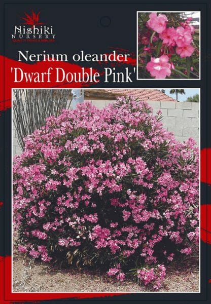 Hello Hello Plants Nursery melbourne Victoria Australia Nerium oleander Dwarf Double Pink Front Label