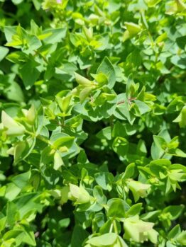 Origanum Dingle Fairy Foliage