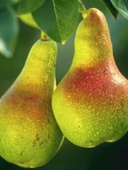 Pyrus communis Baby Face Pear