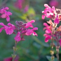 Close-up of vibrant pink Salvia 'Lancelot' flowers in an 8" pot, surrounded by blurred green foliage and bathed in gentle natural sunlight.