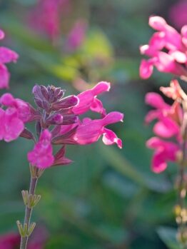 Close-up of vibrant pink Salvia 'Lancelot' flowers in an 8" pot, surrounded by blurred green foliage and bathed in gentle natural sunlight.