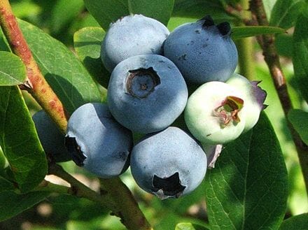Close-up of ripe and unripe Vaccinium 'Misty' Blueberry growing on a leafy branch, ideal for display in a 6" pot.